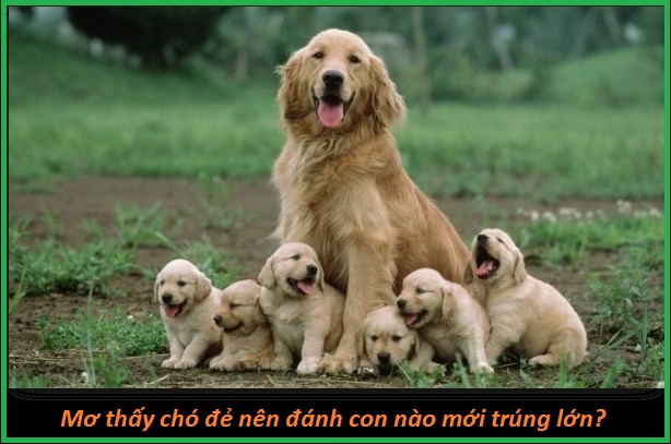 Mơ thấy chó đẻ và con số đẹp của giấc chiêm bao này là gì?